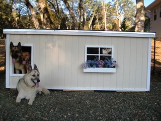 Razzle, Tripper, & Lucky - CA